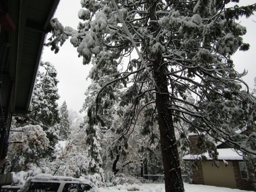 snow in trees